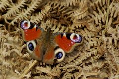 Buntes Blatt in welkem Laub