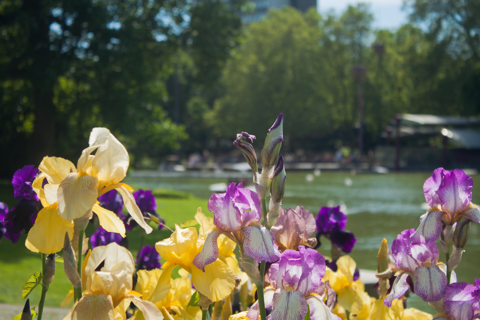 Buntes Blütenmeer