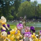 Buntes Blütenmeer