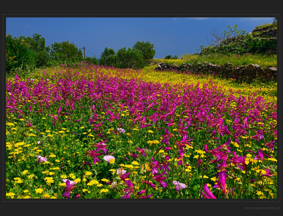 Buntes Blütenmeer