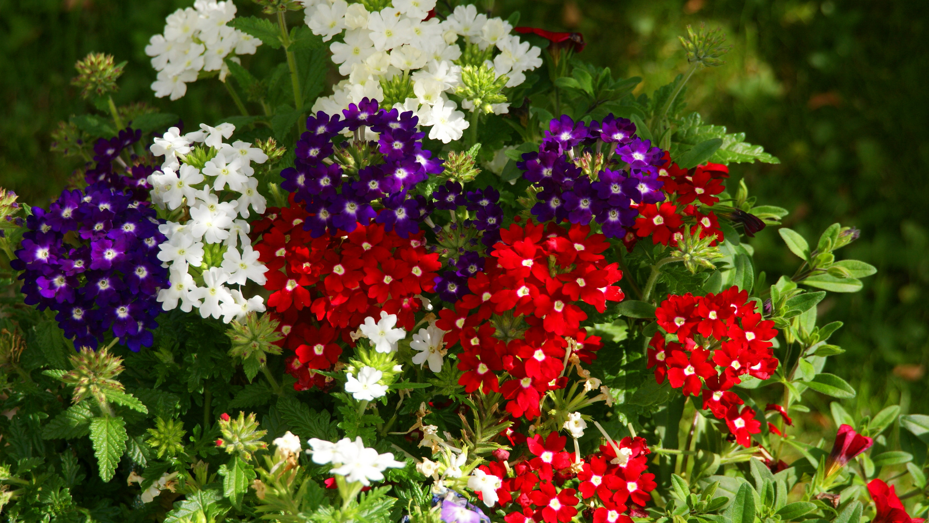 Buntes Blumenallerlei