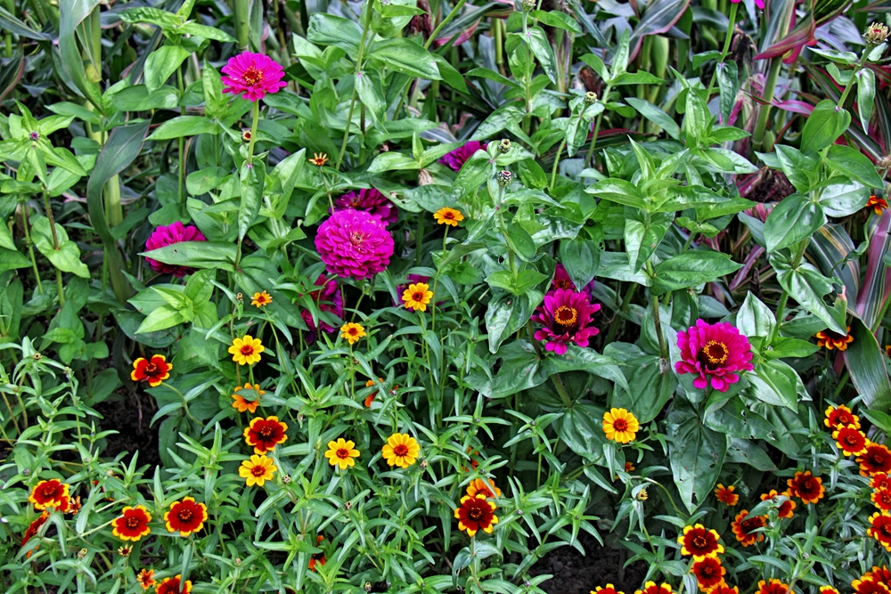 Buntes Blumenarrangement