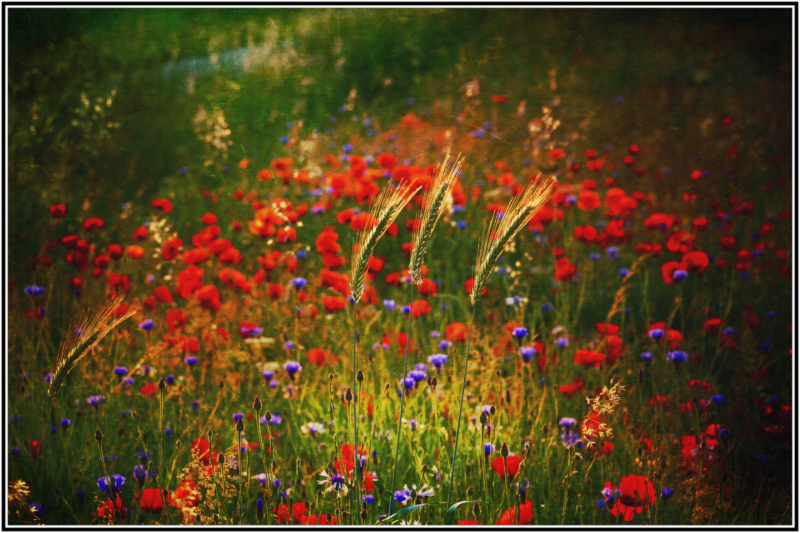 buntes Blumenfeld