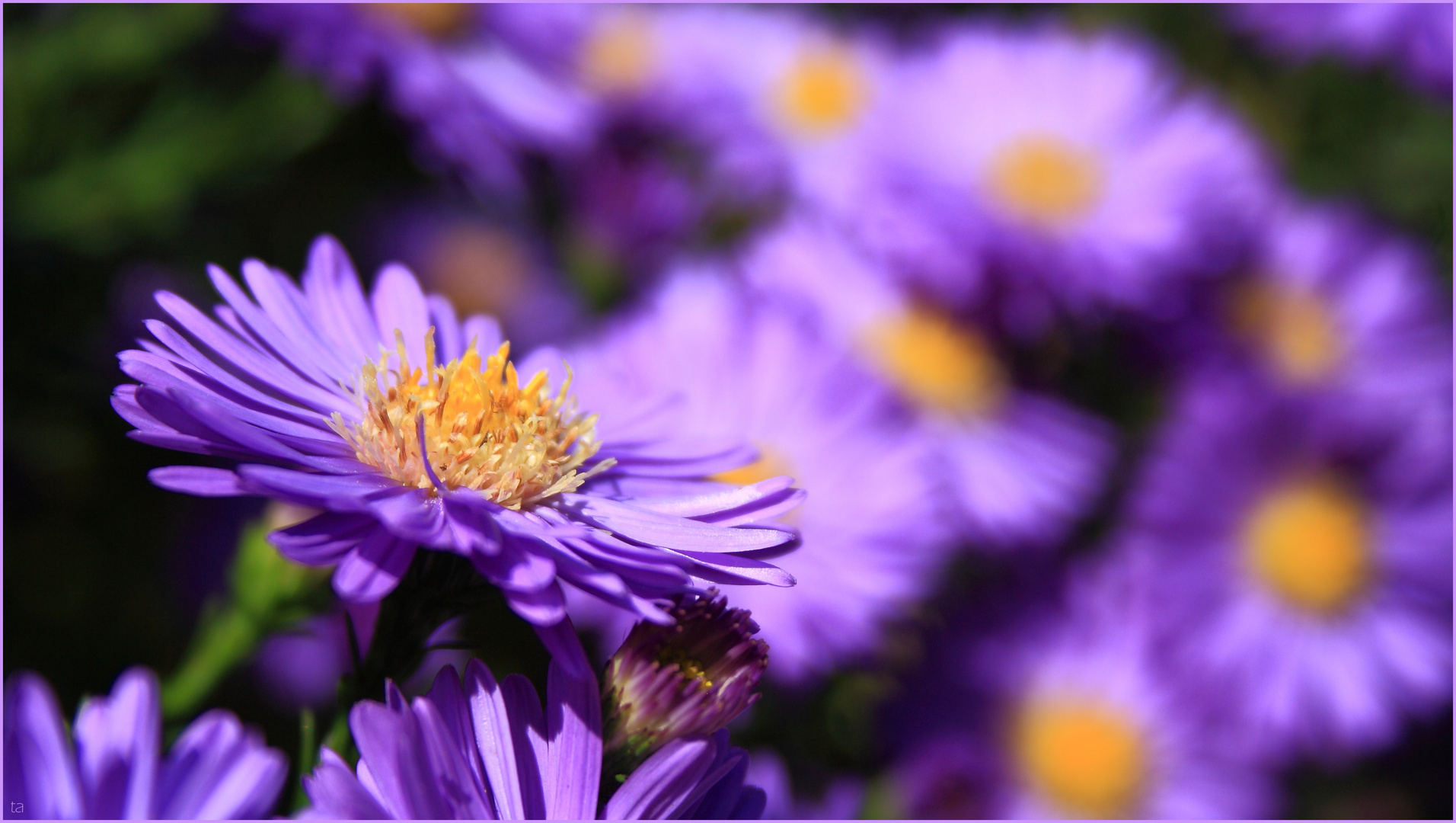 Buntes Blumenmeer