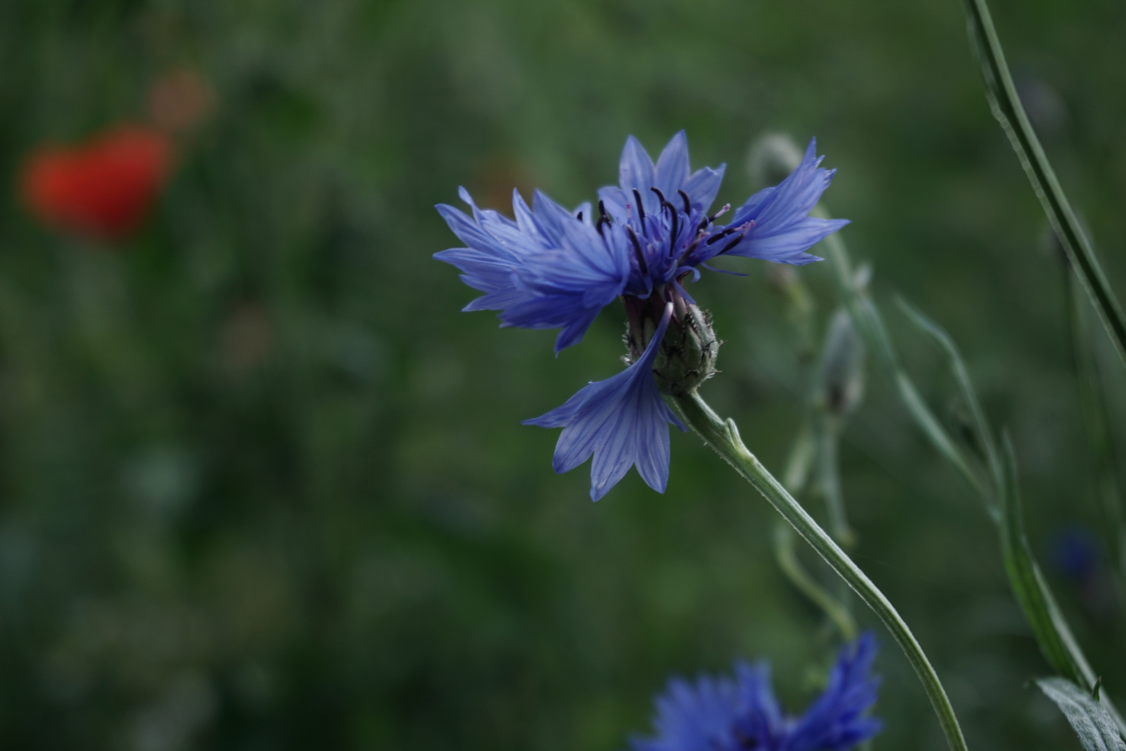 Buntes Blumenmeer mitten in Gütersloh