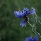 Buntes Blumenmeer mitten in Gütersloh