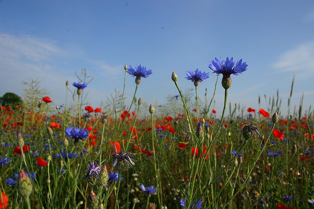 Buntes Durcheinander