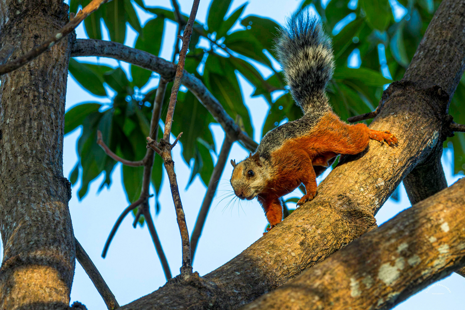 Buntes Eichhörnchen in einer Palme / Variegated squirrel in a palm tree