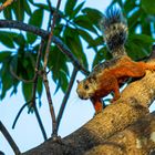 Buntes Eichhörnchen in einer Palme / Variegated squirrel in a palm tree