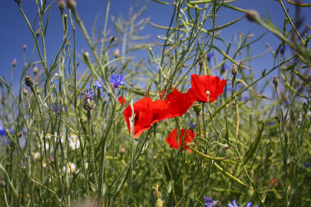 buntes Erlebnis