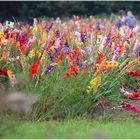 Buntes Erwachen