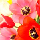buntes Farbenspiel der Tulpen