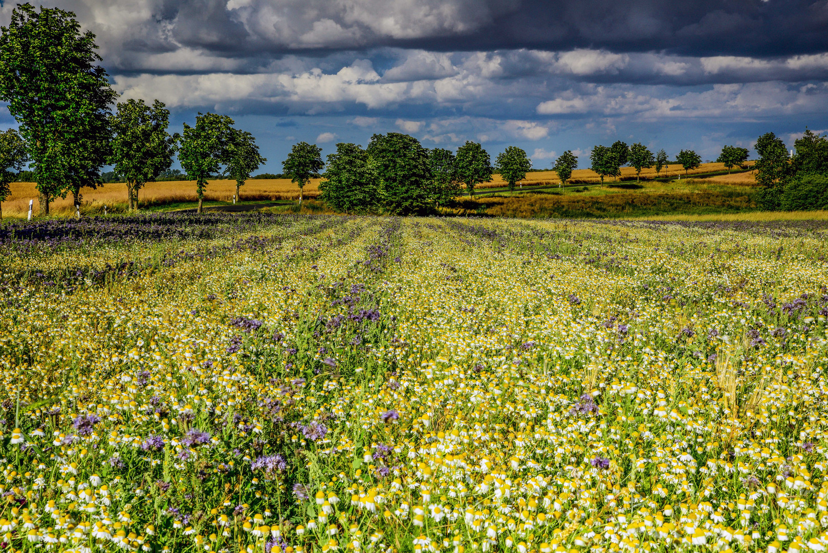 Buntes Feld