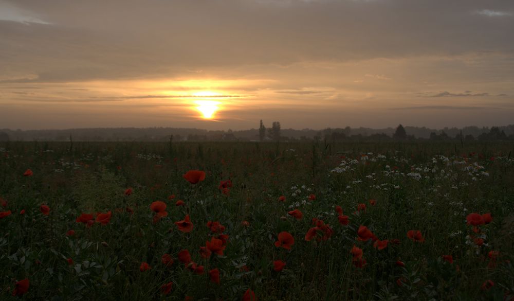 Buntes Feld