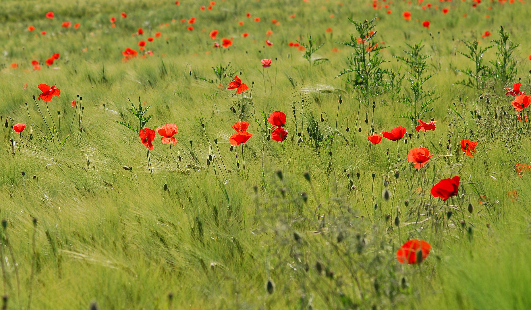 Buntes Feld