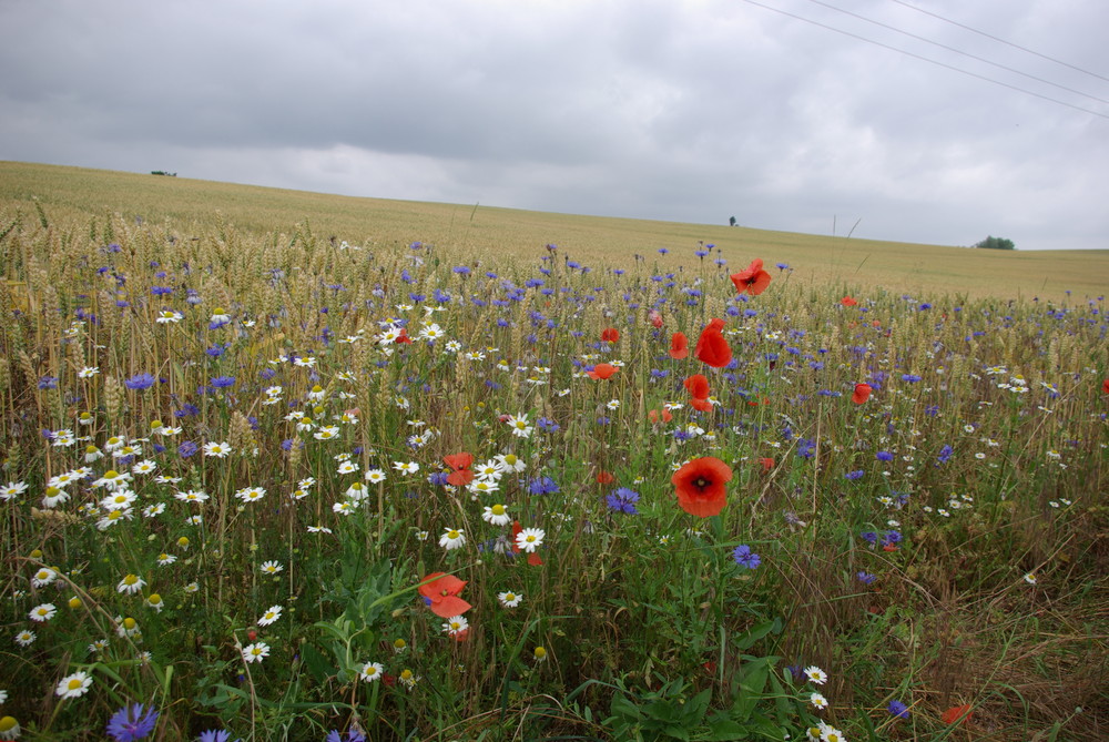 buntes Feld