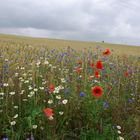 buntes Feld