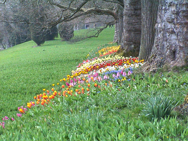 Buntes Frühlingstreiben unter kahlen Bäumen