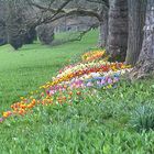 Buntes Frühlingstreiben unter kahlen Bäumen