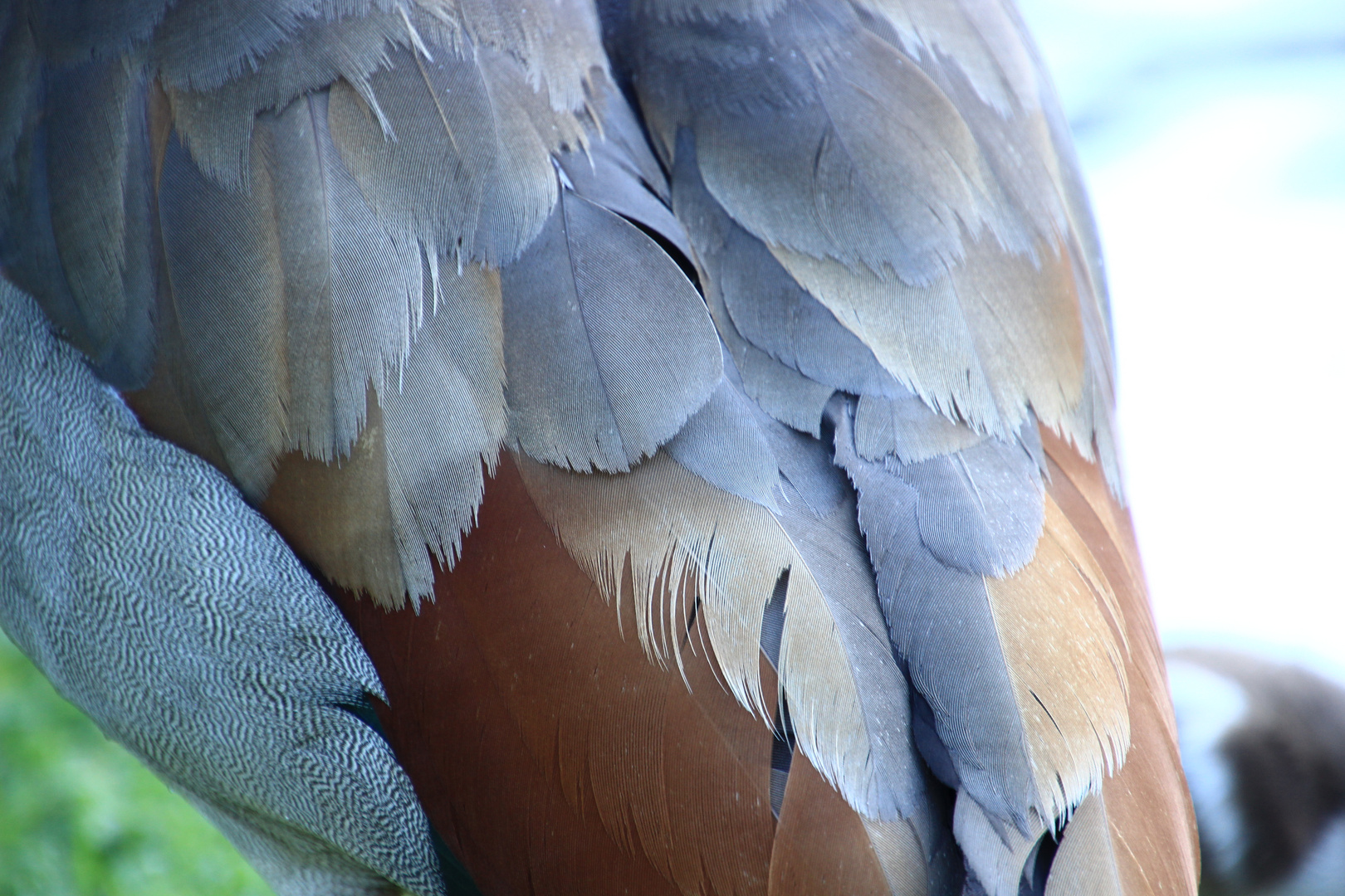 Buntes Gefieder