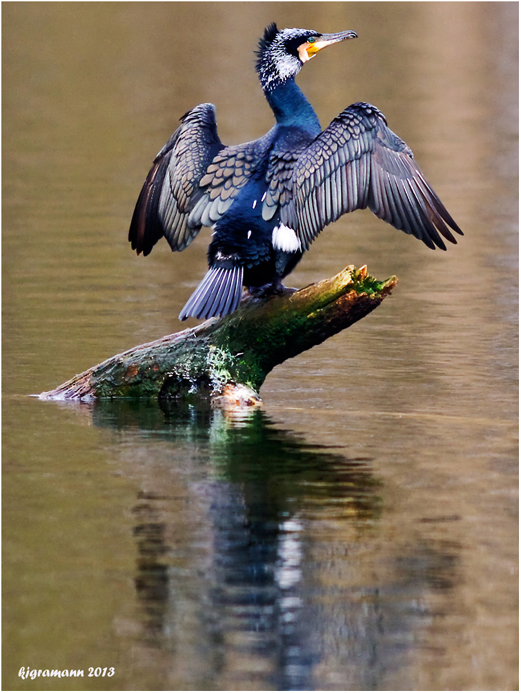 buntes gefieder....... Foto & Bild | tiere, wildlife, wild lebende ...