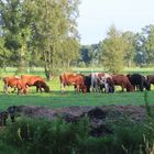 Buntes Gemisch im Moor 