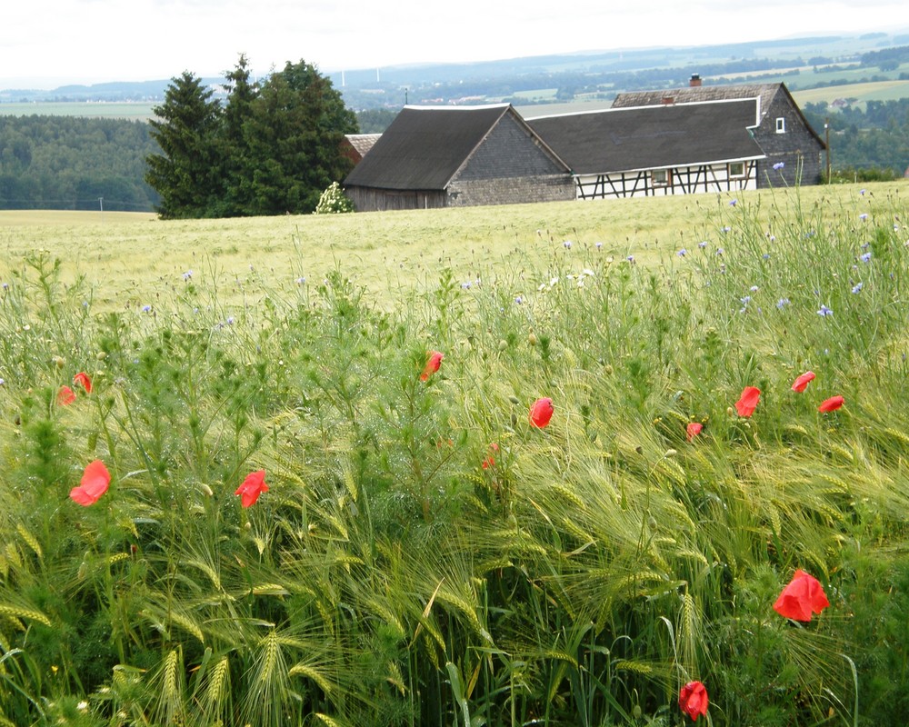 Buntes Getreidefeld