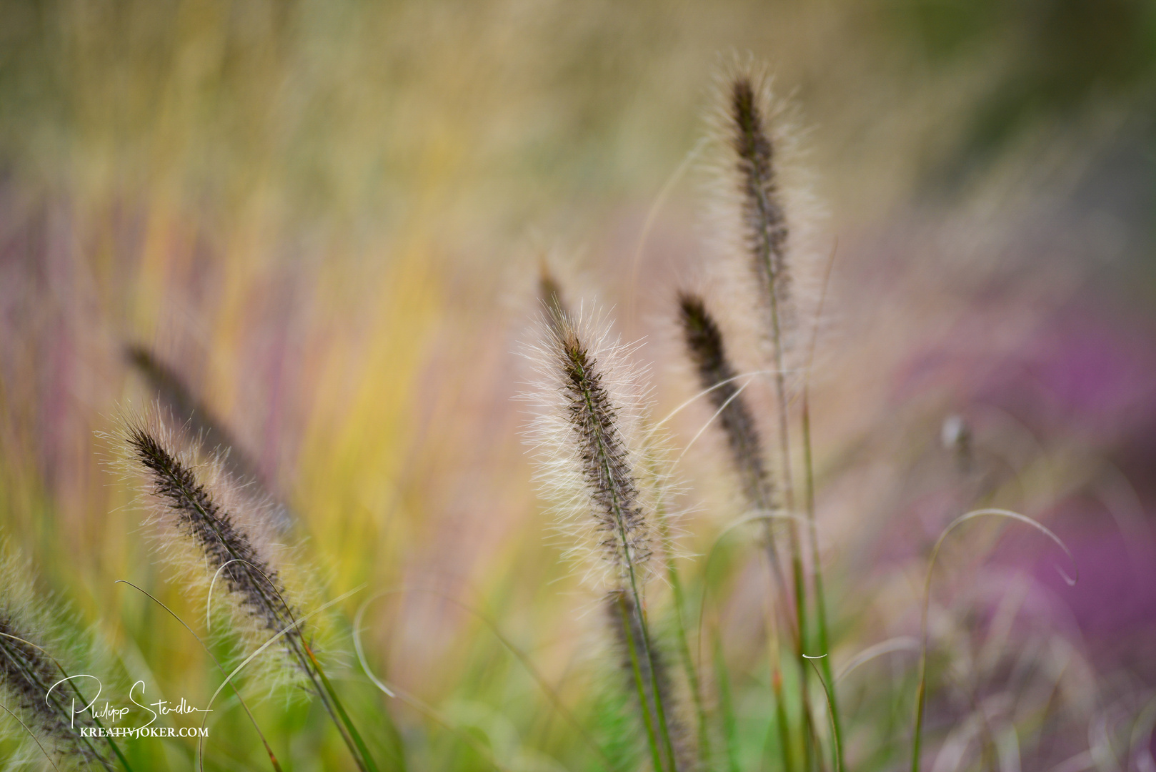 buntes Gras