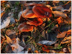 Buntes Herbst-Potpourri