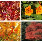 Buntes Herbst-Potpourri