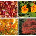 Buntes Herbst-Potpourri