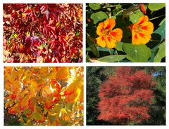 Buntes Herbst-Potpourri