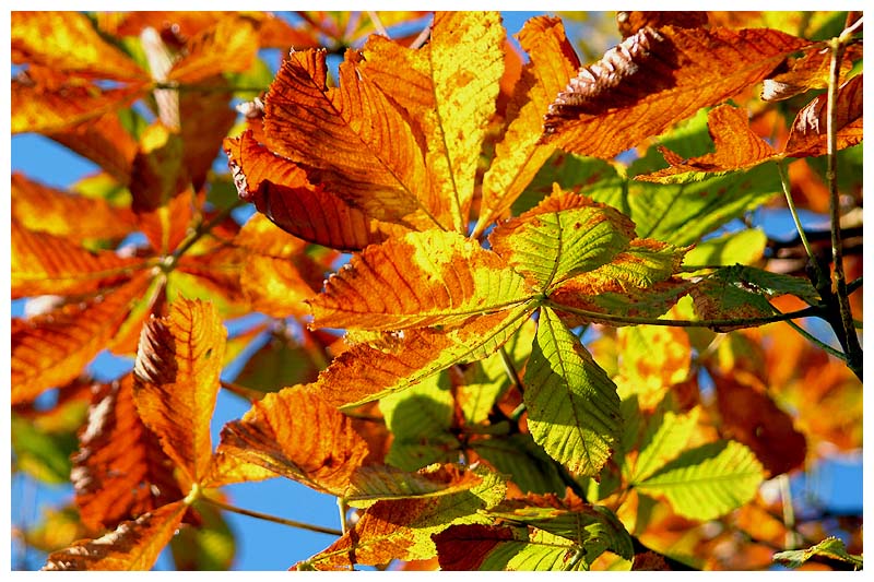 Buntes Herbstbild