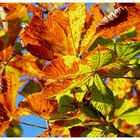 Buntes Herbstbild