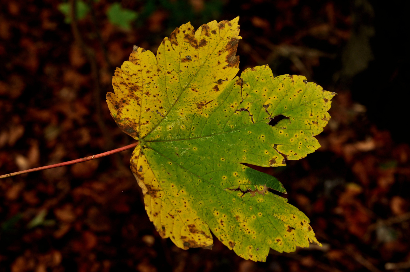 buntes Herbstblatt