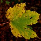 buntes Herbstblatt