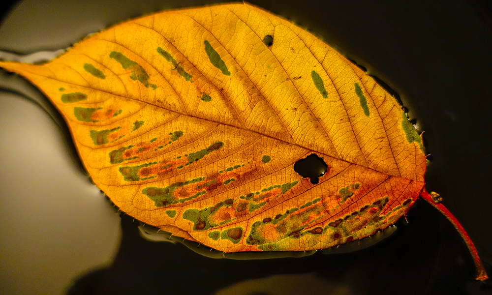 Buntes Herbstblatt