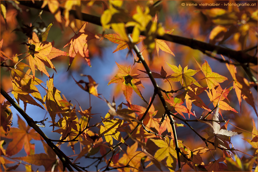 Buntes Herbstgewand