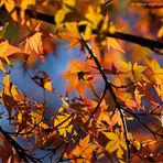 Buntes Herbstgewand