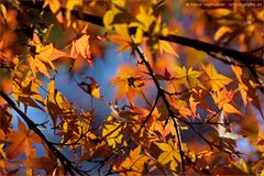 Buntes Herbstgewand