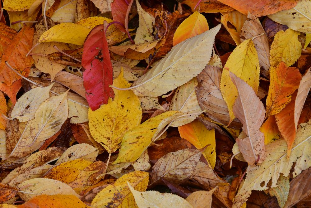 Buntes Herbstlaub