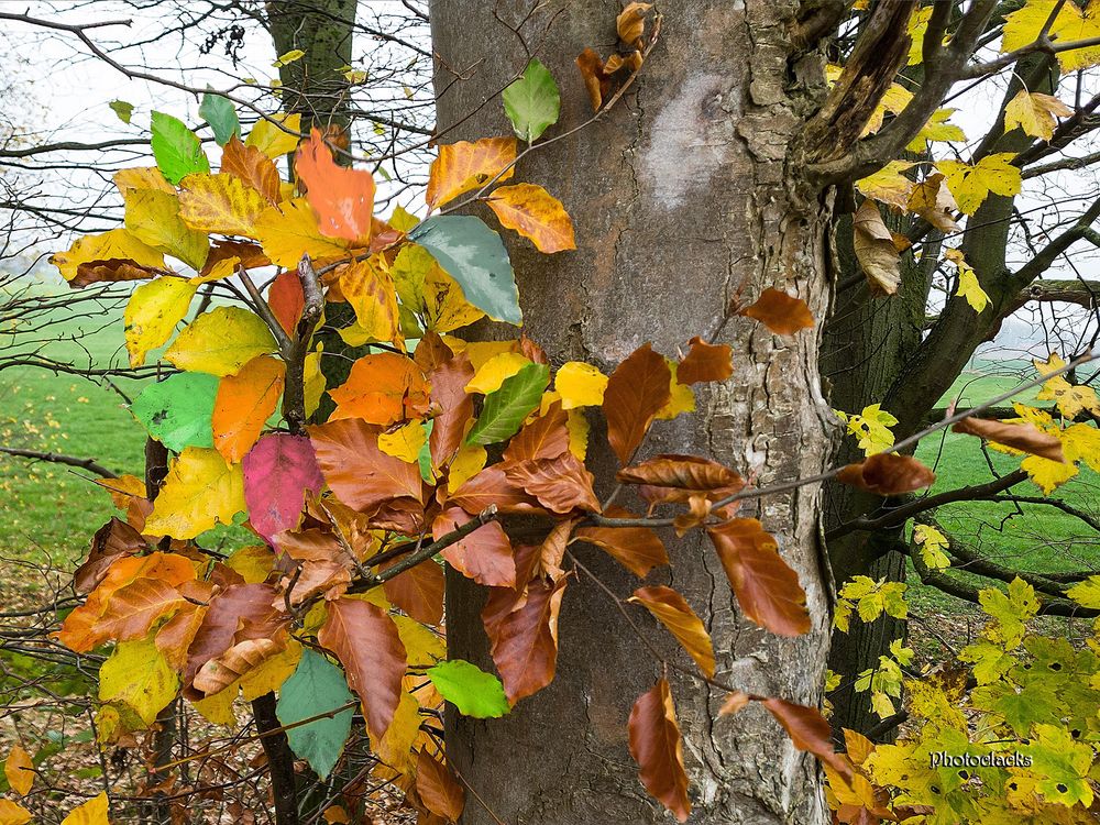 Buntes Herbstlaub