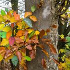 Buntes Herbstlaub