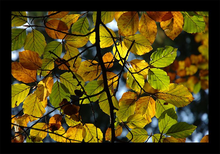 buntes Herbstlaub