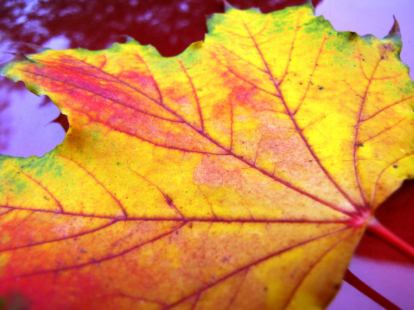 buntes Herbstlaub