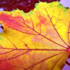 buntes Herbstlaub