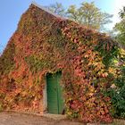 Buntes Herbstlaub