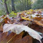 Buntes Herbstlaub