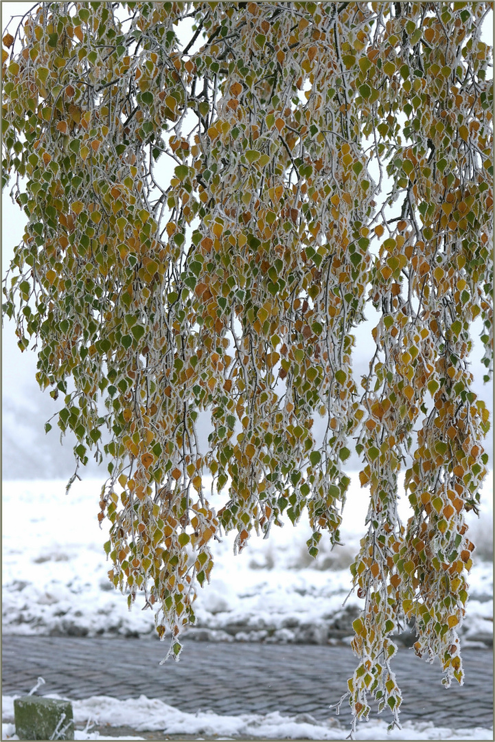 Buntes Herbstlaub...