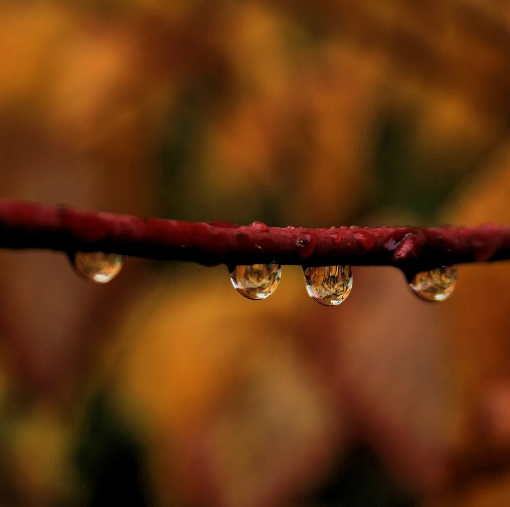 Buntes Herbstlaub.....